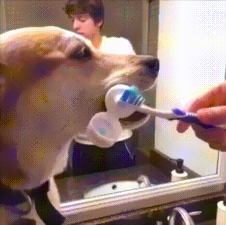 「狗生艰难」表情包来啦！快来斗图用起来