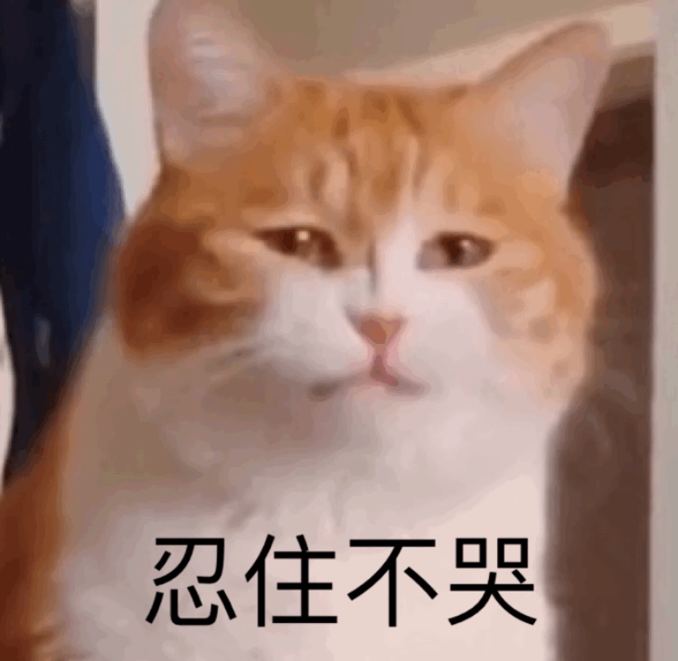 超实用橘猫聊天表情包合集