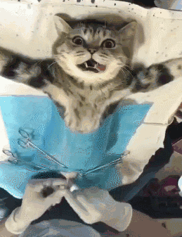 猫咪绝育后反差感拉满的搞笑动图