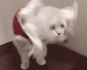 软萌治愈！这组猫猫动图表情包太上头了