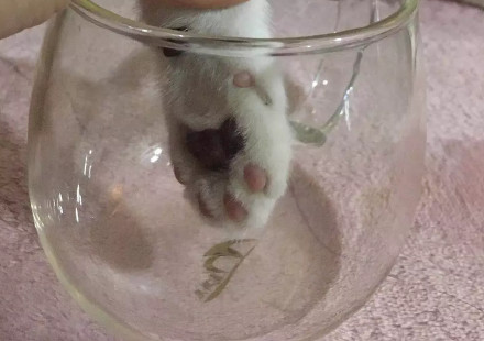 养猫的朋友看过来！一起做猫爪杯同款表情包