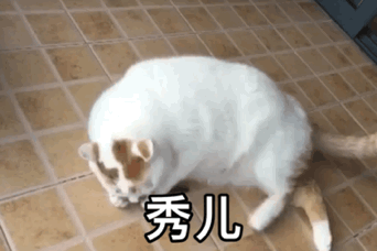 超治愈！这组猫咪动态表情包太适合斗图了