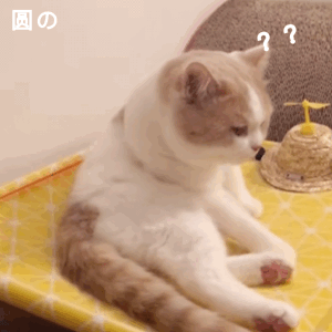 聊天斗图必备！这套猫咪动图表情包太治愈了