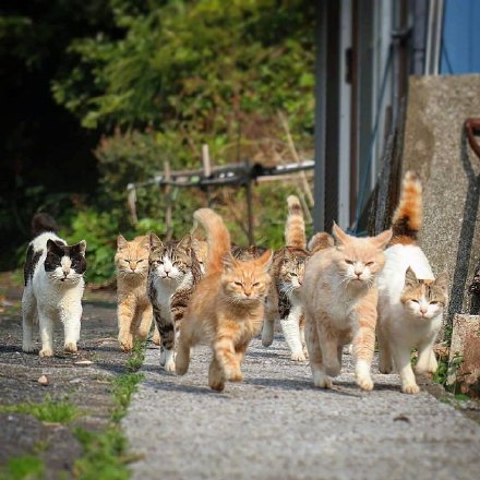 气场拉满的群猫斗图表情包