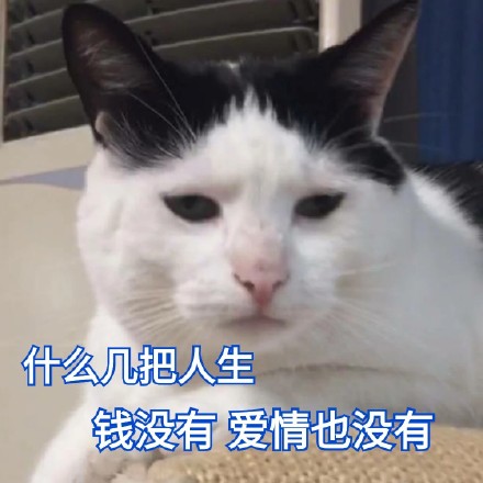软萌小猫咪表情包合集，斗图聊天直接用
