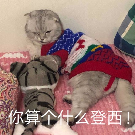 整理好的猫咪表情包合集，斗图直接用