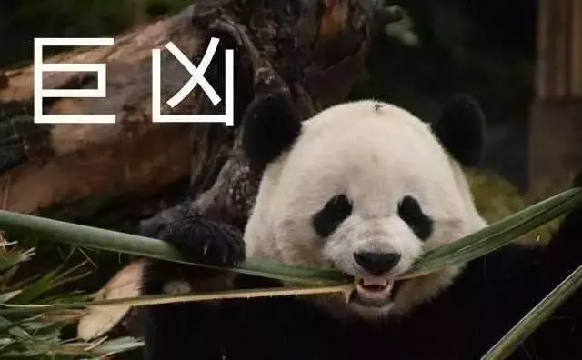 整理好的大熊猫斗图表情包合集