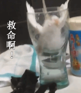 喝口水差点闹出大事！这套表情包火了