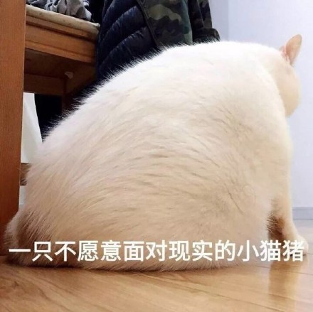 快收好这套永远楼楼表情包