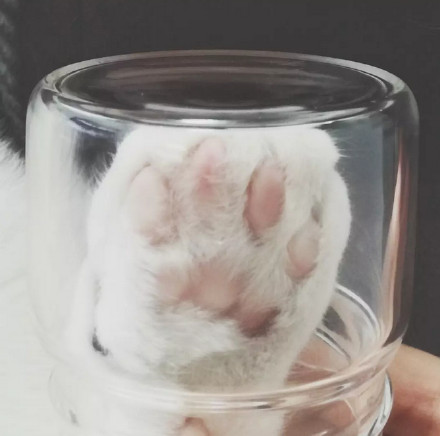 养猫的朋友看过来！一起做猫爪杯同款表情包
