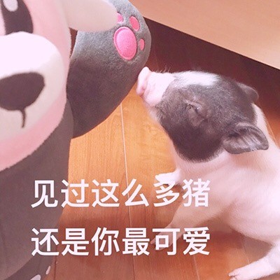 软萌猪猪表情包合集 聊天斗图必备