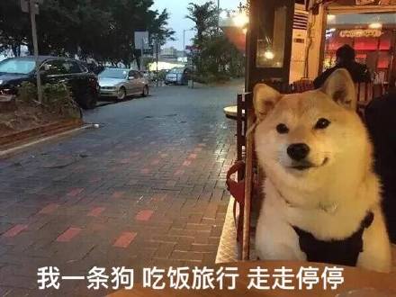 单身狗的真心话大公开