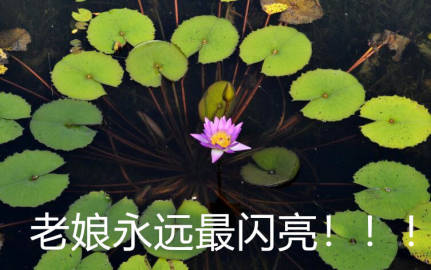 佛系荷花表情包来啦！