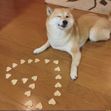 聊天斗图必备！这套可爱汪星人表情包太好用了