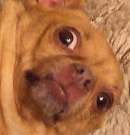 这波狗子表情包太魔性了！