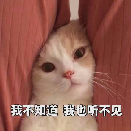 软萌治愈！这套小猫咪表情包太适合日常聊天了
