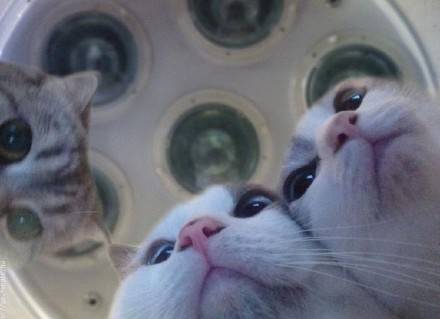 猫咪喊你起床啦！铲屎官专属叫醒表情包合集