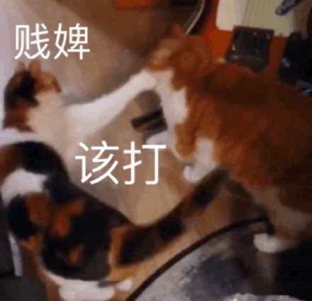 超实用橘猫聊天表情包合集