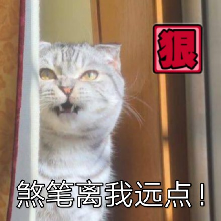 铲屎官看过来！这套猫咪聊天表情包太会整活了