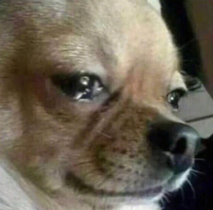 这波狗子表情包太魔性了！