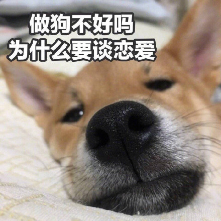 单身狗配Doge的表情包合集来了