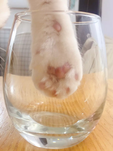 养猫的朋友看过来！一起做猫爪杯同款表情包