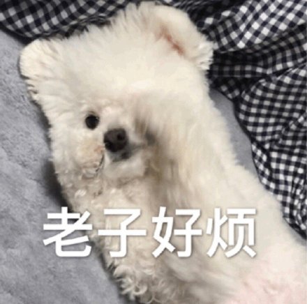 快乐狗子表情包合集来啦