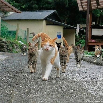 社交聊天必备！社会猫系列表情包合集