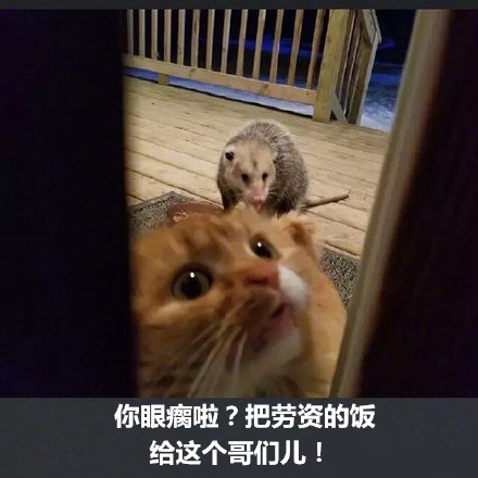 橘猫被竹鼠抢食的搞笑表情包来啦