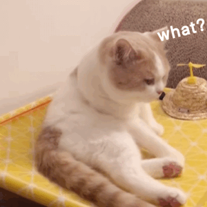 聊天斗图必备！这套猫咪动图表情包太治愈了