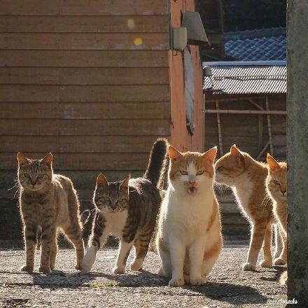 社交聊天必备！社会猫系列表情包合集