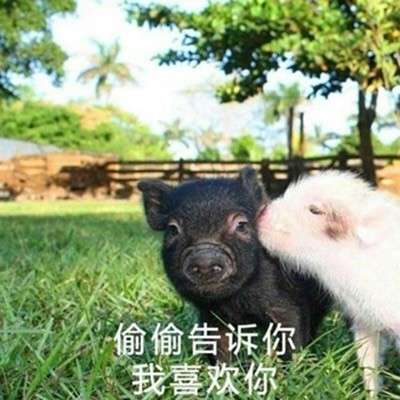 软萌猪猪表情包合集 聊天斗图必备