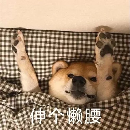 柴犬裹被窝表情包合集