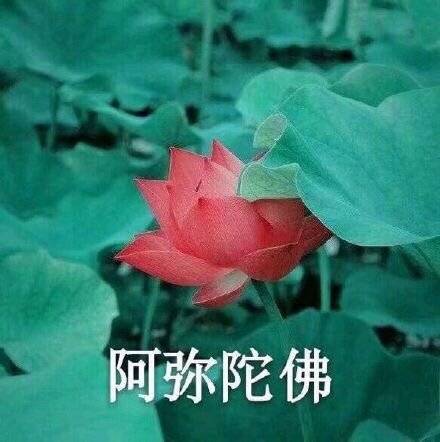 中老年佛系花花表情包来啦