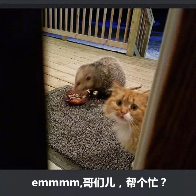橘猫被竹鼠抢食的搞笑表情包来啦