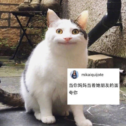 社恐狂喜！这套尬笑猫咪表情包精准戳中日常社死瞬间