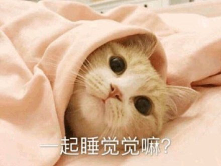 猫咪版晚安邀约表情包来啦