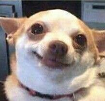 这波狗子表情包太魔性了！