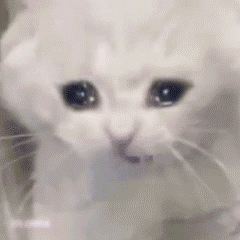 哭唧唧的猫咪动态表情包来啦