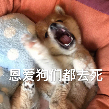 单身狗配Doge的表情包合集来了