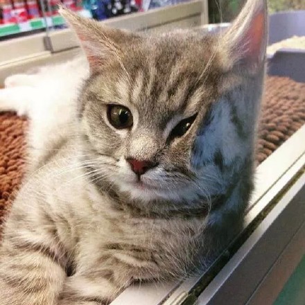 猫咪狗子沙雕情侣头像来啦