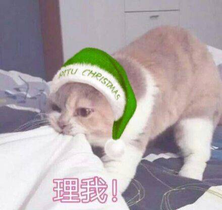 圣诞猫咪表情包合集来啦
