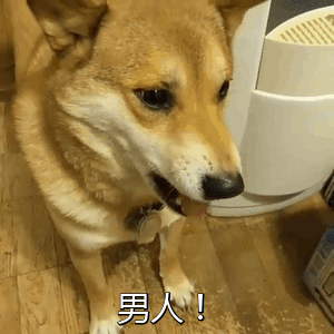 男生退散！这款狗子表情包火了