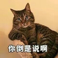 猫咪表情包合集来啦，斗图不用愁