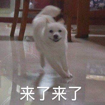 汪星人奔跑表情包合集来了