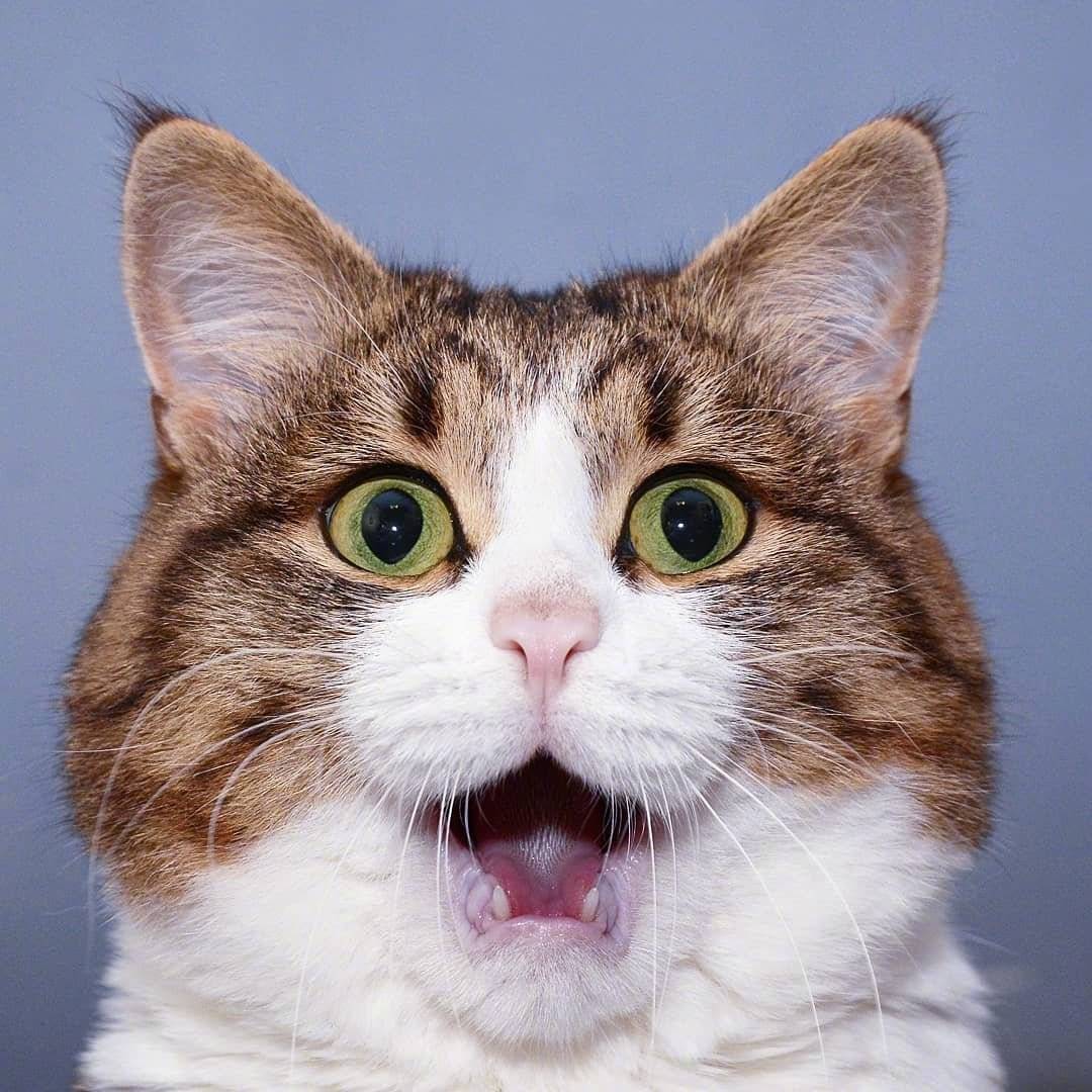 这波喵星人表情包太魔性啦！