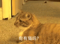谁还没这套「你有猫吗」表情包？