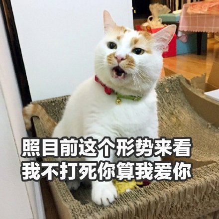 聊天斗图必备！猫咪楼楼表情包合集来啦