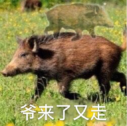 野猪表情包合集来啦