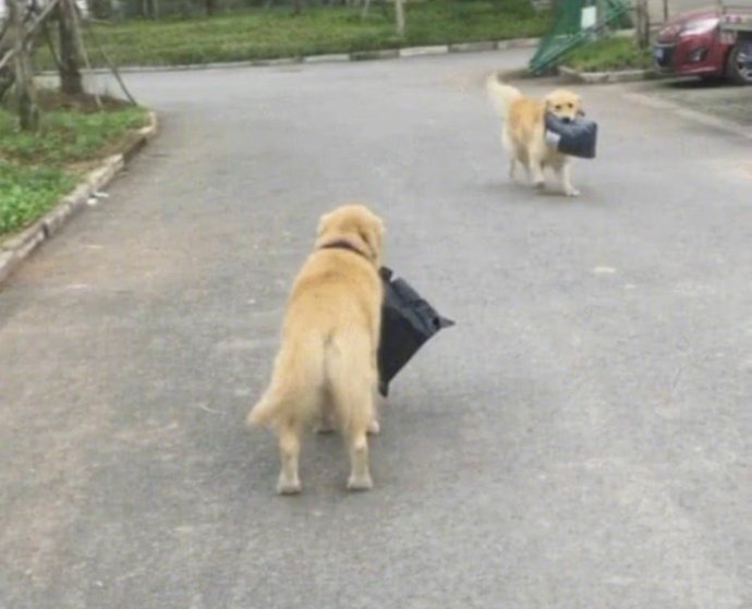 取快递偶遇同款铲屎官？这组表情包太真实了